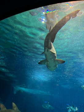 アクアワールド茨城県大洗水族館に投稿された画像（2024/1/31）