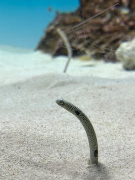 アクアワールド茨城県大洗水族館に投稿された画像（2024/1/31）
