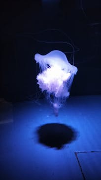 京都水族館に投稿された画像（2024/1/31）