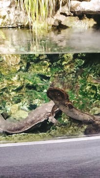 京都水族館に投稿された画像（2024/1/31）