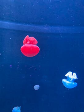 AOAO SAPPOROに投稿された画像（2024/1/31）