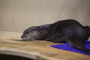 DMMかりゆし水族館に投稿された画像（2024/1/31）