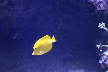 DMMかりゆし水族館に投稿された画像（2024/1/31）