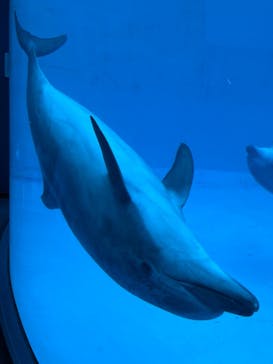 名古屋港水族館に投稿された画像（2024/1/31）