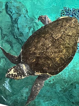 名古屋港水族館に投稿された画像（2024/1/31）