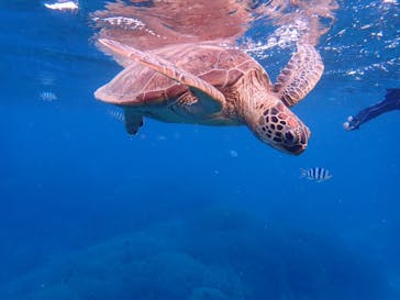 石垣島 ADVENTURE PiPi（イシガキジマアドベンチャーピピ）に投稿された画像（2024/1/31）