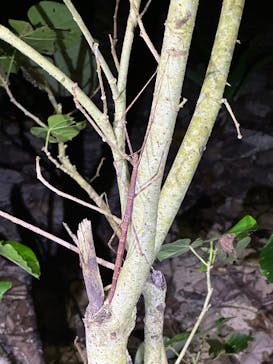 石垣島 ADVENTURE PiPi（イシガキジマアドベンチャーピピ）に投稿された画像（2024/1/31）