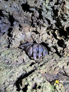 石垣島 ADVENTURE PiPi（イシガキジマアドベンチャーピピ）に投稿された画像（2024/1/31）