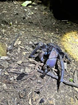 石垣島 ADVENTURE PiPi（イシガキジマアドベンチャーピピ）に投稿された画像（2024/1/31）