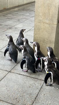 城崎マリンワールドに投稿された画像（2024/1/31）