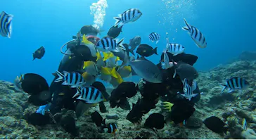 武藤潜水に投稿された画像（2024/2/1）