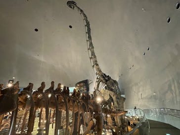 福井県立恐竜博物館に投稿された画像（2024/2/1）