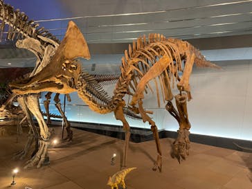 福井県立恐竜博物館に投稿された画像（2024/2/1）