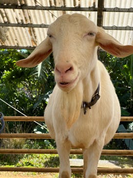 ネオパークオキナワに投稿された画像（2024/2/1）