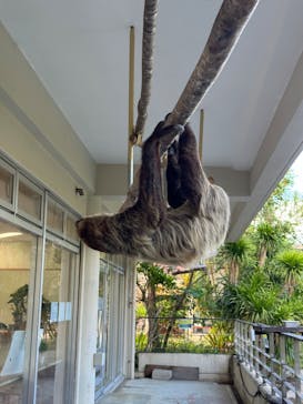 ネオパークオキナワに投稿された画像（2024/2/1）