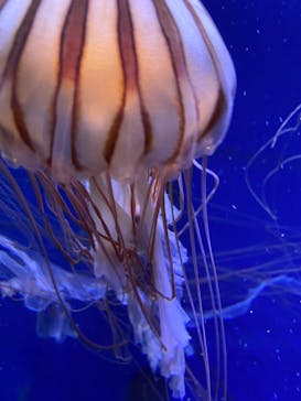 鴨川シーワールドに投稿された画像（2024/2/1）