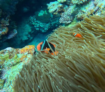 石垣島 ADVENTURE PiPi（イシガキジマアドベンチャーピピ）に投稿された画像（2024/2/1）