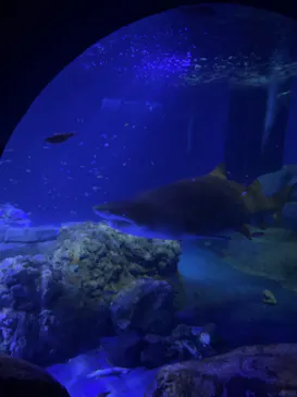 横浜・八景島シーパラダイスに投稿された画像（2024/2/1）