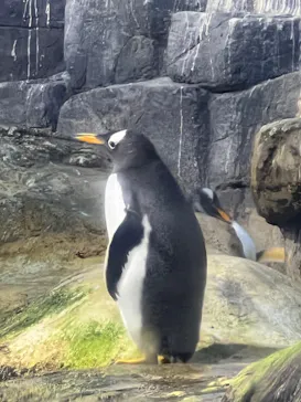 横浜・八景島シーパラダイスに投稿された画像（2024/2/1）