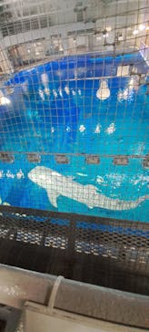 沖縄美ら海水族館に投稿された画像（2024/2/1）