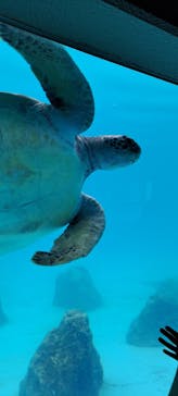 沖縄美ら海水族館に投稿された画像（2024/2/1）