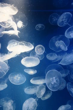 鴨川シーワールドに投稿された画像（2024/2/1）