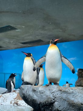 鴨川シーワールドに投稿された画像（2024/2/1）