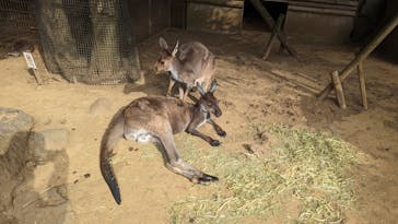 伊豆ぐらんぱる公園に投稿された画像（2024/2/2）