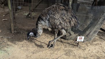 伊豆ぐらんぱる公園に投稿された画像（2024/2/2）