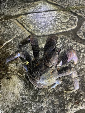 宮古島 ADVENTURE PiPi（ミヤコジマ アドベンチャー ピピ）に投稿された画像（2024/2/2）