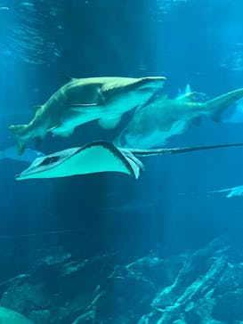 マリンワールド海の中道に投稿された画像（2024/2/2）