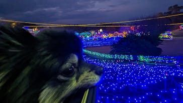 伊豆ぐらんぱる公園に投稿された画像（2024/2/2）