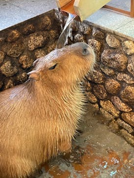 おさるの湯もみ処　おさ湯に投稿された画像（2024/2/2）