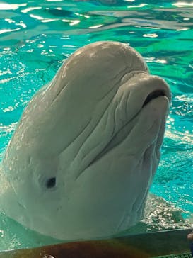 鴨川シーワールドに投稿された画像（2024/2/2）