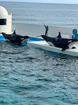 鴨川シーワールドに投稿された画像（2024/2/2）