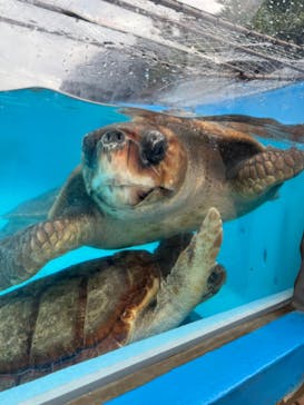 鴨川シーワールドに投稿された画像（2024/2/2）