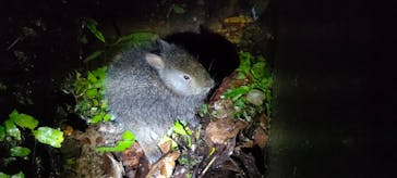 奄美ナイトガイドサービスに投稿された画像（2024/2/2）