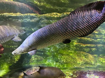 カワスイ 川崎⽔族館に投稿された画像（2024/2/2）