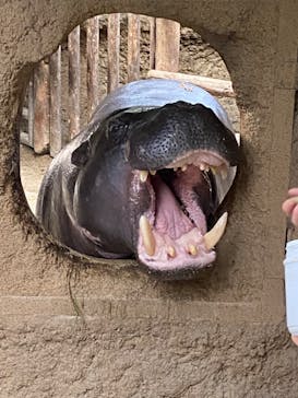 神戸どうぶつ王国に投稿された画像（2024/2/3）