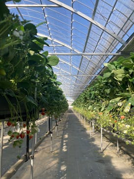 ICHIGOHOUSE.HITACHINAKAに投稿された画像（2024/1/7）