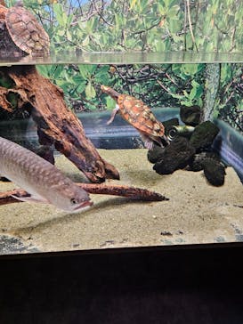 カワスイ 川崎⽔族館に投稿された画像（2024/2/3）