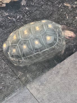 カワスイ 川崎⽔族館に投稿された画像（2024/2/3）