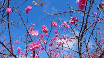 今帰仁城跡に投稿された画像（2024/2/3）