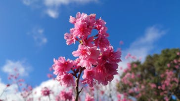 今帰仁城跡に投稿された画像（2024/2/3）