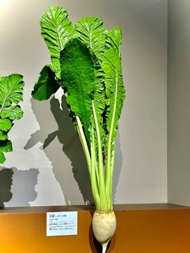 特別展「和食 ～日本の自然、人々の知恵～」に投稿された画像（2024/2/3）