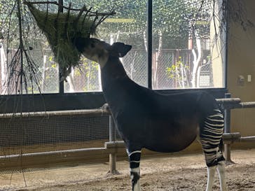 よこはま動物園ズーラシアに投稿された画像（2024/2/3）