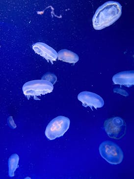 新江ノ島水族館に投稿された画像（2024/2/3）