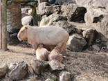 伊豆シャボテン動物公園に投稿された画像（2024/2/3）