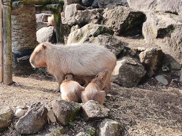 伊豆シャボテン動物公園に投稿された画像（2024/2/3）