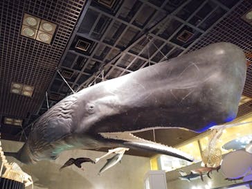 国立科学博物館に投稿された画像（2024/2/3）